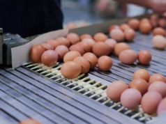 Paradoks na rynku. Jesteśmy eksportowym gigantem, a kupujemy jaja z zagranicy