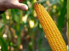Kukurydziane nowości 2026. Te odmiany mogą zrobić różnicę na polu
