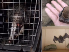 Borsuk i para nietoperzy w tarapatach. Pomogli strażnicy miejscy