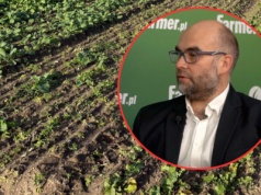 Agrofagi na plantacjach rzepaku. Jak chronić uprawy?