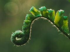 Te pierwiastki są nam krytycznie potrzebne. Wyprodukuje je chińska paproć