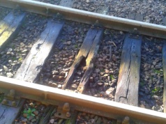 Mieszkaniec: Te tory wymagają renowacji