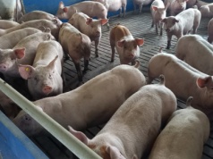 Tak tanio nie było od prawie 4 lat. Kolejne tąpnięcie w skupach tuczników