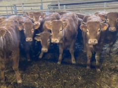 Ceny bydła zaliczają korektę. Cena za byki poubojowo spada nawet 1 zł