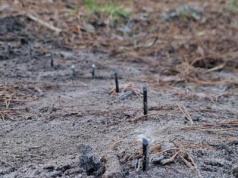 Leśnicy przecierali oczy. Ktoś zamontował w lesie tajemniczą pułapkę