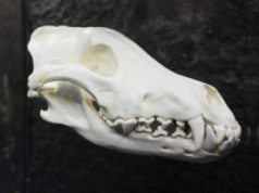 Naukowcy znaleźli na wyspie Stora Karlsoe kości wilków sprzed kilku tysięcy lat