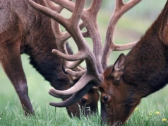 Czym zajmuje się biuro polowań? Kompletny przewodnik dla początkujących myśliwych