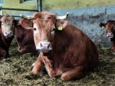 Byki drożeją, ale rolnicy mogą się przeliczyć. Jakie są aktualne ceny bydła?