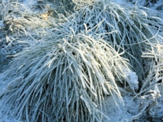 Zrób to w ogrodzie po pierwszych mrozach. Rośliny ci podziękują