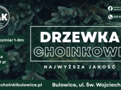 Polacy przepłacają za choinki – a wcale nie muszą!