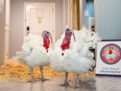 Trump ułaskawił... dwa indyki przed Świętem Dziękczynienia. Ten rytuał ma długą tradycję!