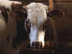 Tragiczny wypadek w oborze. 60-latek śmiertelnie poturbowany przez byka