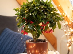 Na głowę bije grudnika i gwiazdę betlejemską. Zimą ta roślina będzie najmodniejsza
