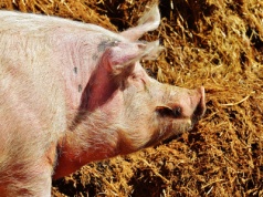 Tuczniki znów tanieją. Hodowcy mówią wprost: “Produkcja się nie spina”