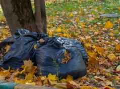 Jesienią stoi ich pełno przed blokami. To cios dla przyrody