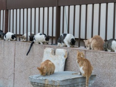 Koniec z samowolką. Turcja powiedziała dość. Takie zachowania są zakazane