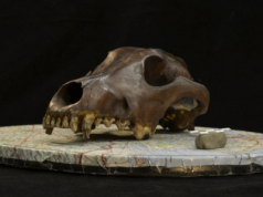 Psy zróżnicowały się 11 000 lat temu. Mamy namacalny dowód