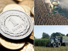 Kukurydza 2025 na minusie. Rolnik traci 3,5 tys. zł na każdym hektarze