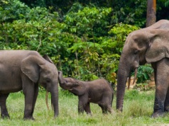 Nasi dzicy sojusznicy. Jak zwierzęta pomagają chronić klimat