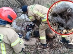 Wałcz: Strażacy uratowali bobra uwięzionego pod drzewem