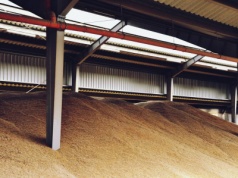 26.11.2025 Ceny skupu zbóż, kukurydzy, oleistych i strączkowych: nieznaczne podwyżki