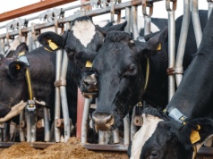 Farm Innovations szykuje debiut na giełdzie. Polska technologia vet‑tech rośnie w siłę