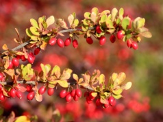 Obniża cukier i zły cholesterol. Mówią, że to 