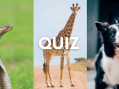 Rozpoznasz wszystkie zwierzęta na zdjęciach? Tylko co 3. zdobywa 10/10!