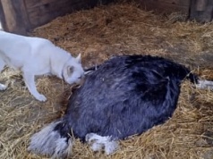 Tak katował, że złamał przełyk. Łukasz Sz. stanął przed sądem za zabicie strusia Zenka