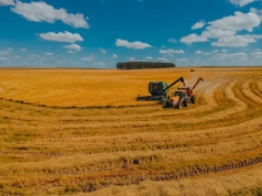 Zboża, kukurydza, słonecznik – 1:0 dla Ukrainy