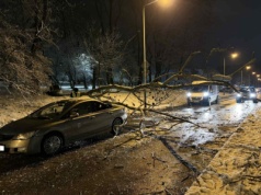 Niebezpieczne zdarzenie przy ul. Krygowskiego. Na samochód spadło drzewo