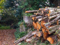 Sulmin walczy o okoliczny las. Mieszkańcy chcą całkowitego wstrzymania wycinki