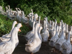Grypa ptaków uderza ponownie. 4 300 gęsi do likwidacji