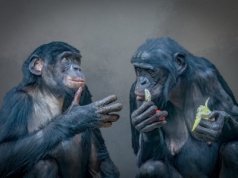 Niezwykłe odkrycie dotyczące szympansów. 