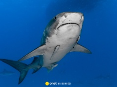 Atak rekina na australijskiej plaży. Zginęła 20-letnia kobieta