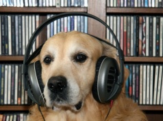 Sprawdzili, czy muzyka działa na psy. Wyniki badań są zaskakujące
