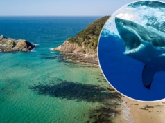 Śmiertelny atak rekina. 20-latka zginęła na miejscu