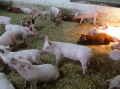 Bartosz Czarniak: Dno, jeszcze nie przykryte mułem, ale dno. Tak wygląda sytuacja na krajowym rynku trzody chlewnej