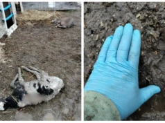 Kolejny atak wilków w powiecie wysokomazowieckim. Straty w gospodarstwie w Sikorach-Pawłowiętach