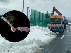 Specjalna ochrona nietoperzy na S19 na Podkarpaciu. Zwierzęta przelecą nad ruchliwą trasą