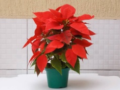 Przez to poinsecja gubi liście i może zmarnieć. Chwila nieuwagi i stracisz roślinę