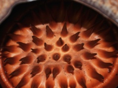 Aż 13 lat szukali ekstremalnie rzadkiej rośliny. Badacz płakał z radości