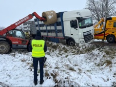 Chciał ratować, sam utknął. Ciężarówka z trzodą wpadła do rowu