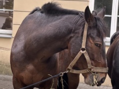 Przyczepa z końmi przewrócona na S8. Na drodze dwukilometrowy korek