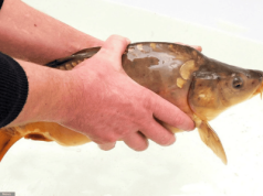 Ceny karpia na Boże Narodzenie 2025. Polacy znaleźli tańszą opcję