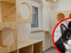 Nowa kociarnia w Zielonej Górze gotowa! Aż 90 kotów zamieszka w nowym obiekcie (ZDJĘCIA)