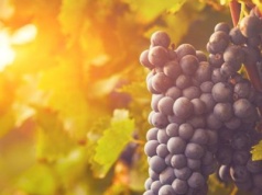 Podkarpackie to doskonały region dla miłośników enoturystyki. Odkryj Enokarpackie i lokalne winnice, gdzie natura, tradycja i gościnność tworzą wyjątkowy klimat. To dobry kierunek dla każdego, kto szuka wytchnienia w pędzie codzienności.