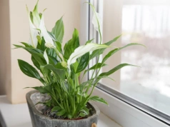 Rozpuść jedną łyżkę tego w szklance, dolej wody, a skrzydłokwiat zakwitnie na święta