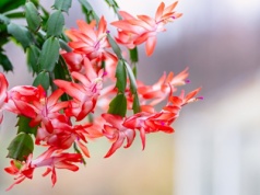 To przez to grudnik nie kwitnie. Kwiaciarka zdradza najczęstsze błędy