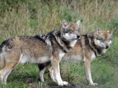 Kolejny atak wilków. Rolnicy liczą straty